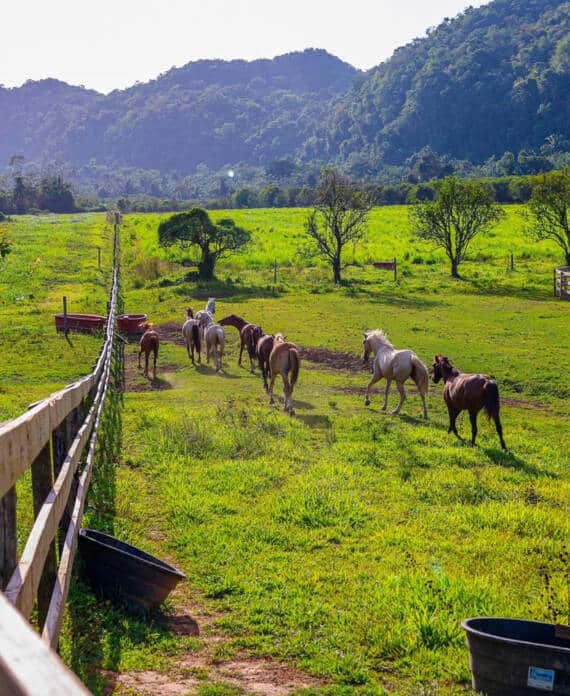 A group of horses walking in a line at The Stables at Sleeping Giant.