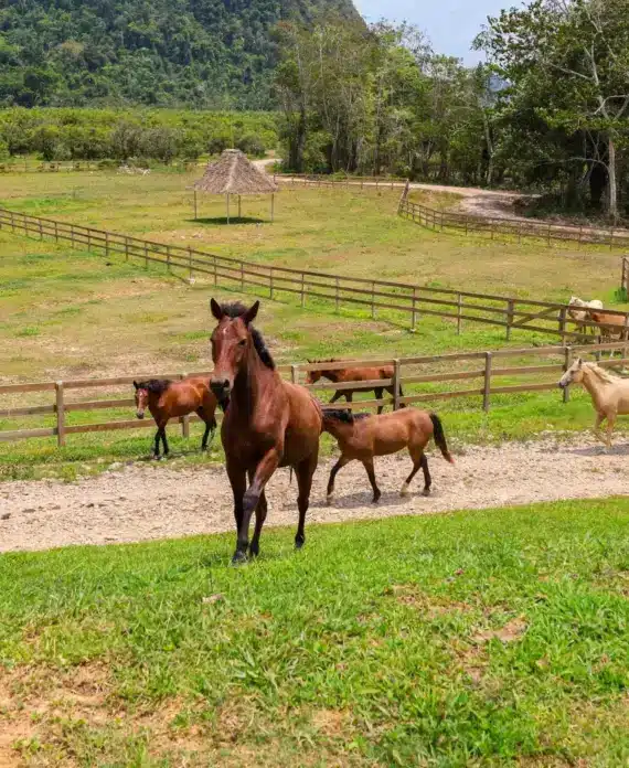 A herd of horses walking up a hill at The Stables at Sleeping Giant.