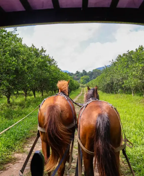 A rear view of a horse and buggy ride at The Stables at Sleeping Giant.