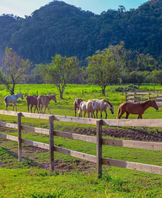 A group of horses gathered in the pavilion at The Stables at Sleeping Giant.