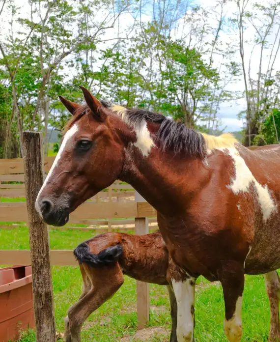 Una yegua y su potro juntos junto a una cerca de madera en The Stables at Sleeping Giant.