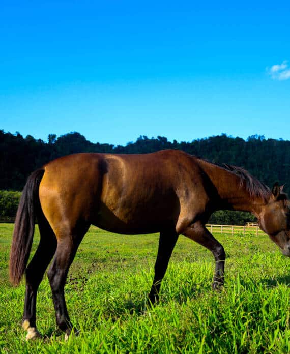 A dark brown horse eating grass on a hill at Sleeping Giant.