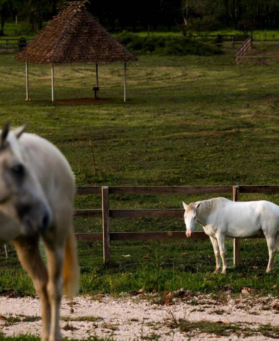 Dos caballos blancos de pie en un hermoso corral abierto y cubierto de hierba en The Banks Resort.