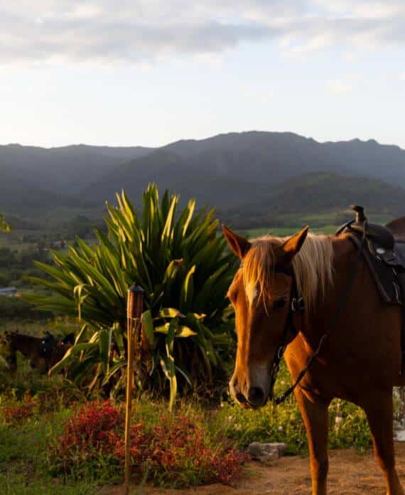 A horse standing atop a cliff during a sunrise horseback riding tour at Sleeping Giant.