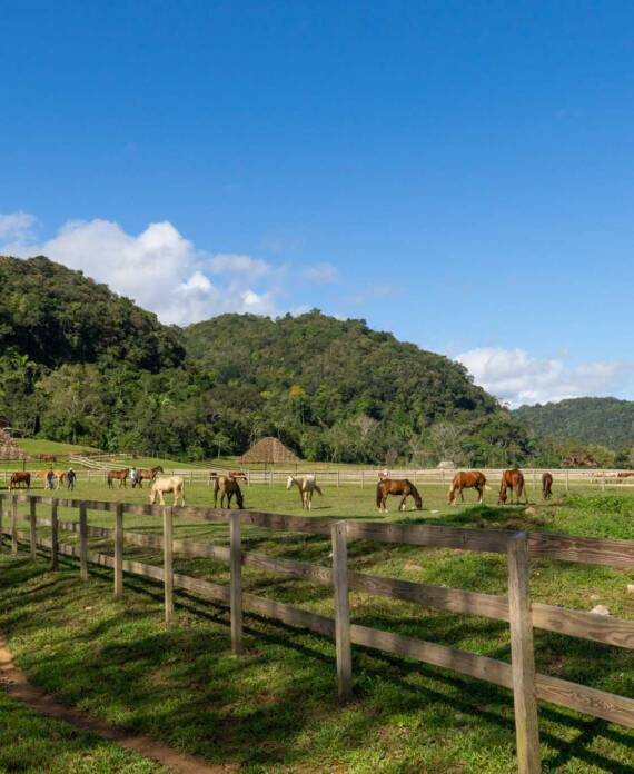 The entrance of The Stables at Sleeping Giant, with horses visible in the pavilion.