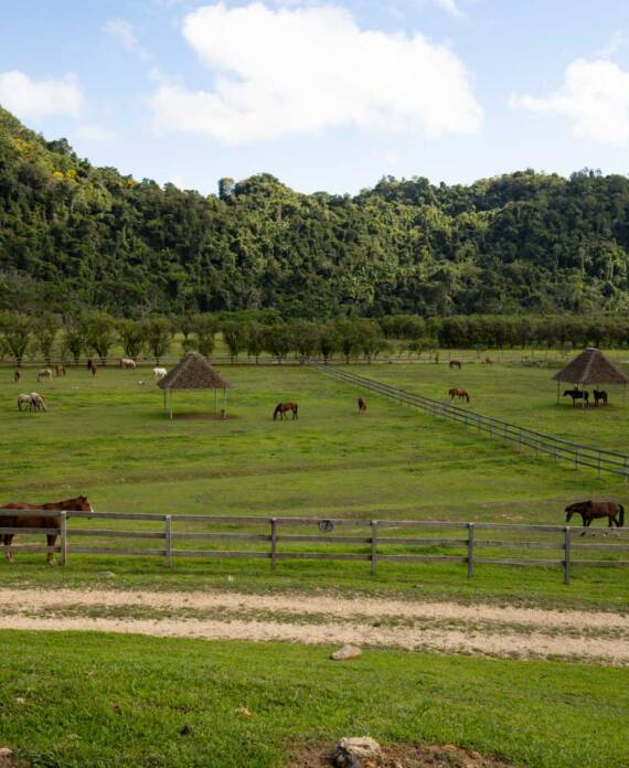 Horses relaxing in the pavilion at The Stables at Sleeping Giant.