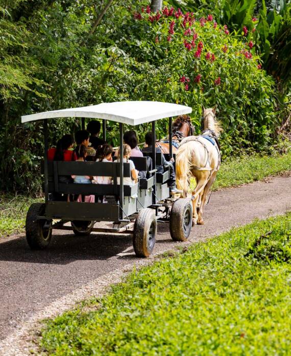 A group of guests enjoying a horse and buggy ride on the trails at Sleeping Giant.