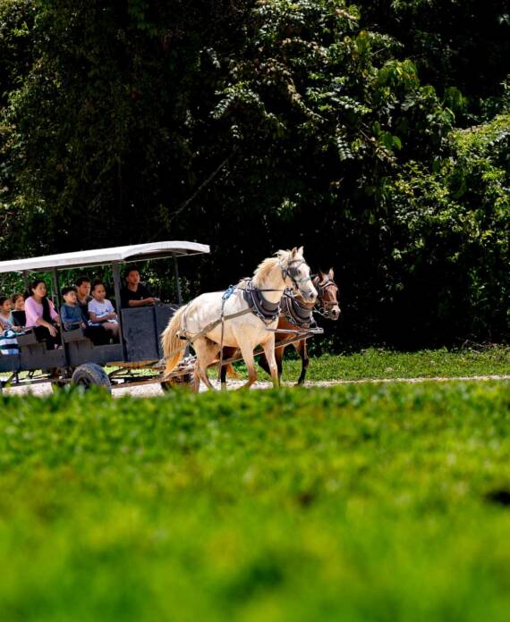 A group of guests taking a horse and buggy ride at Sleeping Giant.